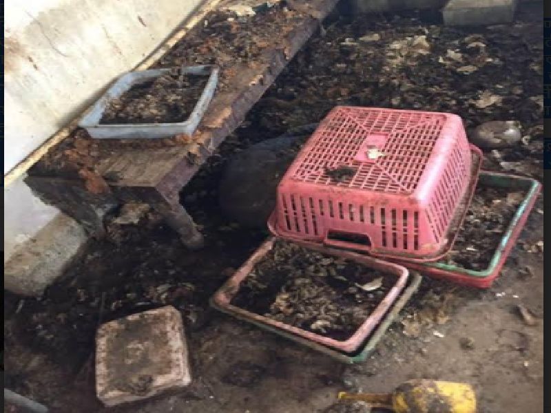  In possession of 54 cats from two flats in Kondhwa, the residents expressed their reluctance | कोंढव्यातील दोन फ्लॅटमधून ५४ मांजरे ताब्यात, रहिवाशांनी सुटका सुटकेचा निश्वास