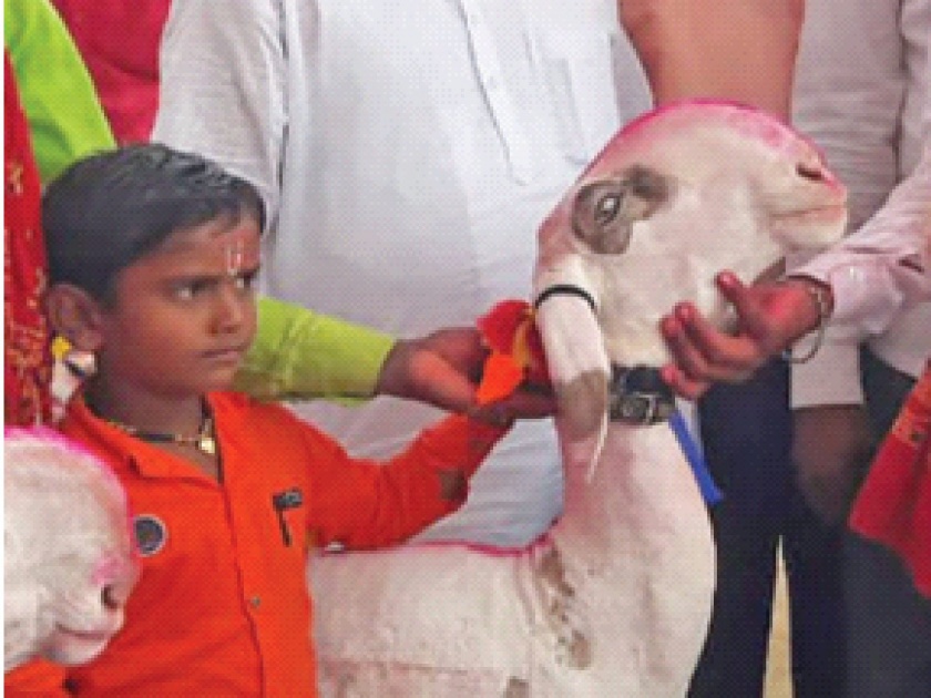 The owner says ... give half a crore; Modi goat worth Rs 70 lakh in Atpadi market | मालक म्हणतोय...दीड कोटी द्या; आटपाडीच्या बाजारात ७० लाखांचा मोदी बकरा