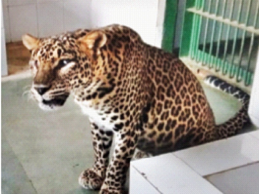 Celebrate the birthday by adopting a blind female leopard | अंध मादी बिबट्या दत्तक घेत वाढदिवस साजरा
