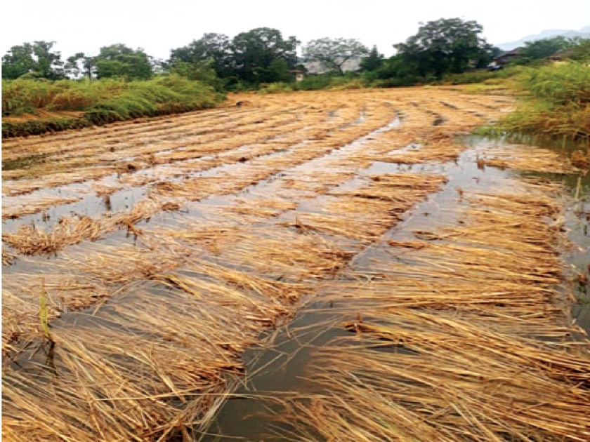 When is the moment to buy rice in Murbad ?; Farmers worried | मुरबाडमध्ये भातखरेदी काट्याला मुहूर्त केव्हा?; शेतकरी चिंतेत