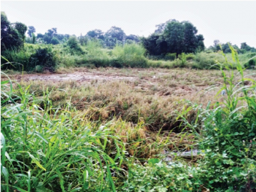 It has been raining for four days; Rains endanger hundreds of acres of ready paddy fields | चार दिवसांपासून पडतोय वादळी पाऊस; पावसाने शेकडो एकर तयार भातशेती धोक्यात
