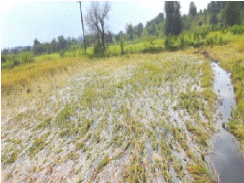 Rain Effect: Damage to paddy cultivation on six thousand hectares; The blow of the return rain | Rain Effect: सहा हजार हेक्टरवरील भातशेतीचे नुकसान; परतीच्या पावसाचा फटका