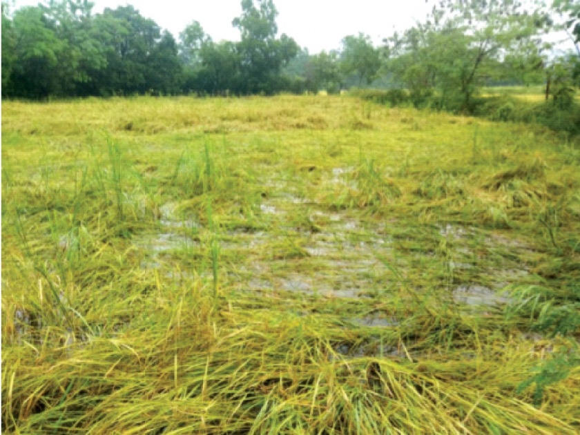 Thousands of hectares of paddy fields under water due to heavy rains; Farmers in financial crisis | पावसाच्या तडाख्याने हजारो हेक्टर क्षेत्रातील भातपीक पाण्याखाली; शेतकरी आर्थिक संकटात