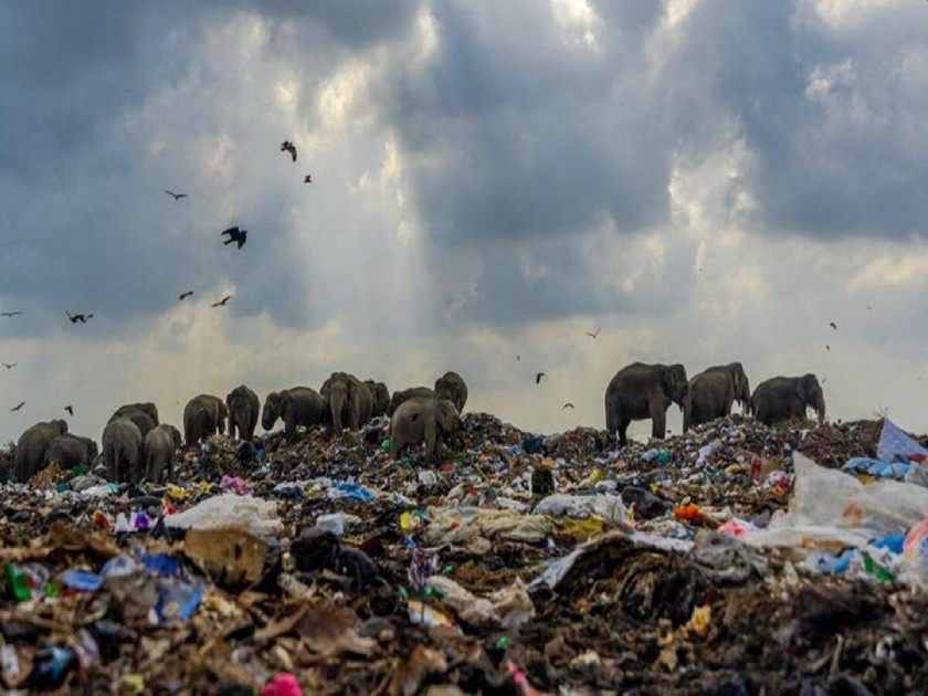 Herds of elephants for food at garbage dumps; The animals migrated to human settlements | अन्नासाठी हत्तींचे कळप कचऱ्यांच्या ढिगाऱ्यांकडे; प्राणी निघाले मानवी वस्त्यांकडे
