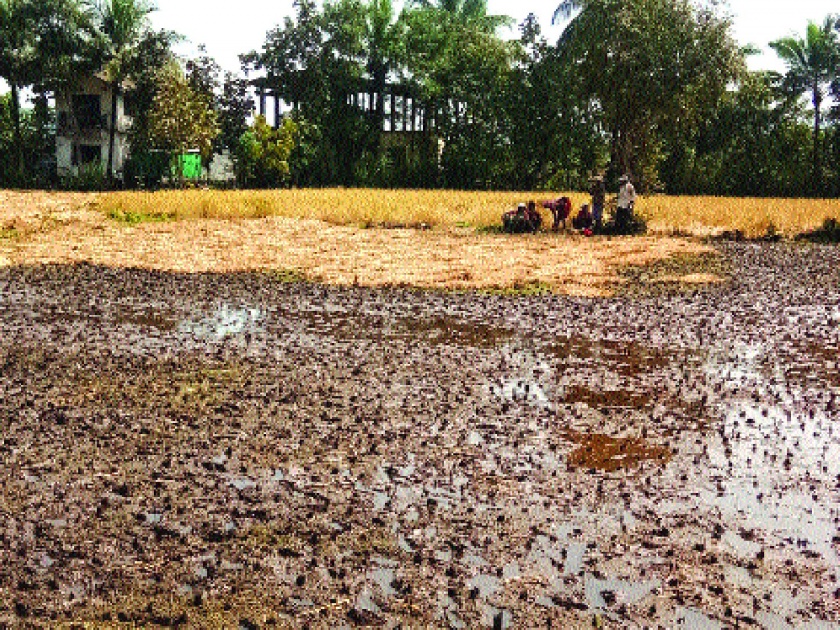 Rain Update: Rain damage to paddy in Mhasla taluka; The crop collapsed | Rain Update: म्हसळा तालुक्यात पावसाने भाताचे नुकसान; पीक कोलमडले
