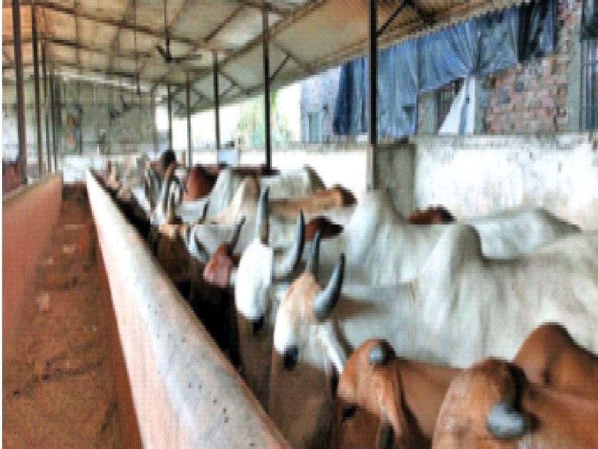 The shutdown also hit the cowsheds in Basala Vasai; Migration of cows | लाॅकडाऊनमुळे बसला वसईतील गोशालांनाही फटका; गायींचे केले स्थलांतर 