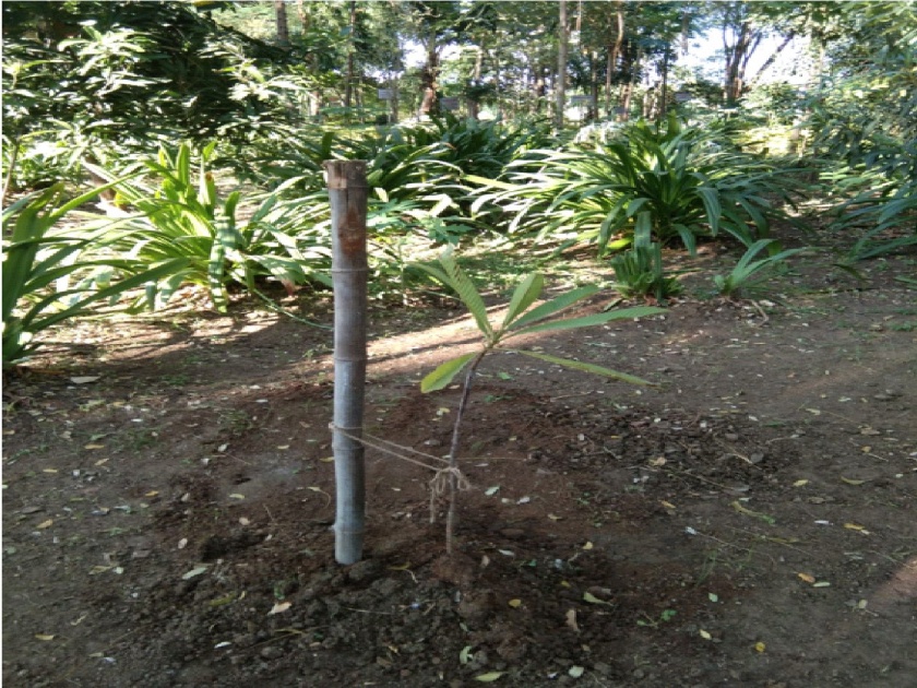 Dr. Sherwill planted a tree on his birthday to evoke memories of the cold; Anandvan became passionate | डॉ. शीतलच्या आठवणी जागवत शर्वीलने वाढदिवशी केले वृक्षारोपण; आनंदवन झाले भावुक