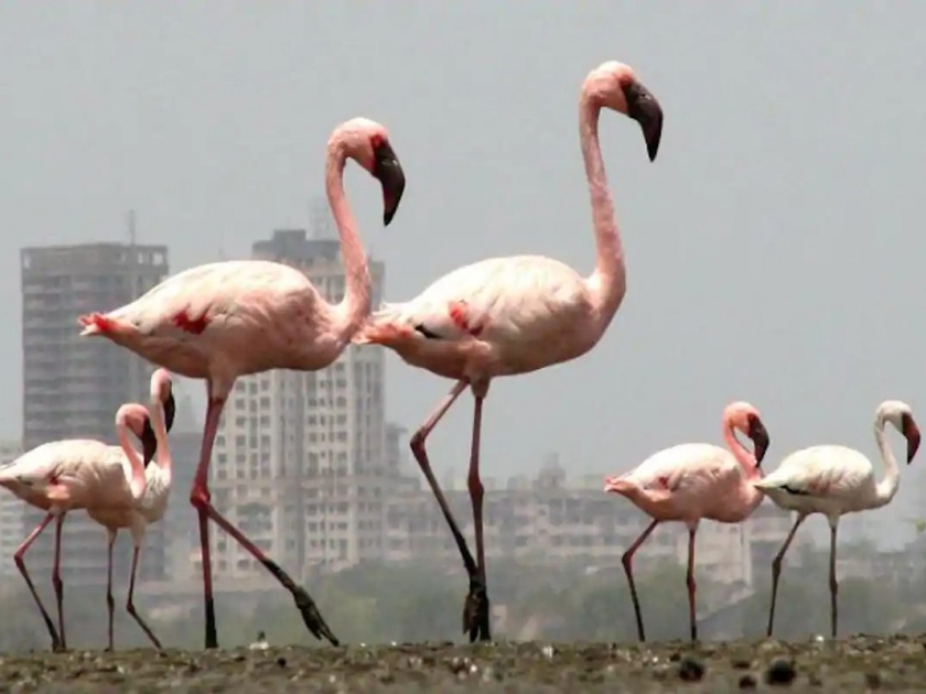 Danger to flamingos due to destruction of wetlands in Mumbai; With expert recommendations | मुंबईतील पाणथळ जागा नष्ट झाल्यामुळे फ्लेमिंगोंना धोका; तज्ज्ञांनी केल्या शिफारशी