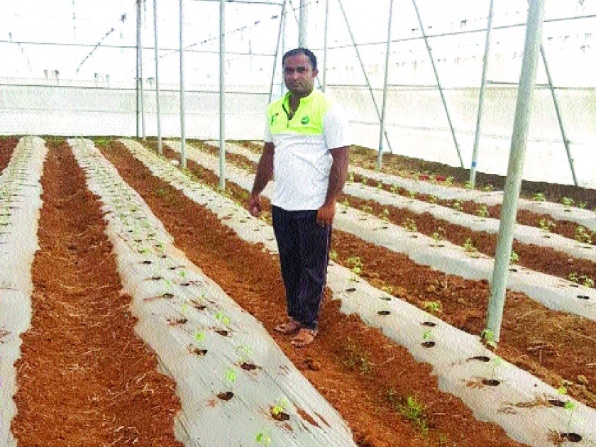 Modern Experiments of Young Farmers aside from Traditional Farming: Tomato Cultivation in Polyhouse | पारंपरिक शेतीला बगल देत तरुण शेतकऱ्यांचे आधुनिक प्रयोग: पॉलिहाऊसमध्ये टोमॅटोची लागवड