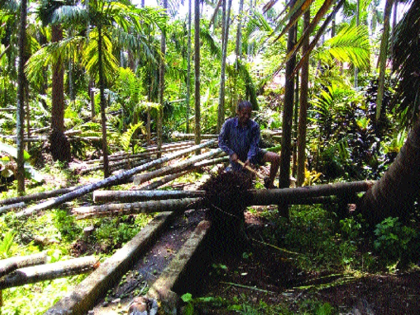 Compensation should be received immediately in Nandgaon area; Huge damage to coconut, betel orchards | नांदगाव भागात भरपाईची रक्कम त्वरित मिळावी; नारळ, सुपारीच्या बागांचे प्रचंड नुकसान