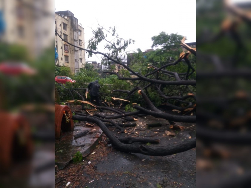 Trees continue to fall due to heavy rains in Vasai Virar; Fortunately no casualties | वसई विरारमध्ये जोरदार पावसामुळे झाडांची पडझड सुरूच; सुदैवाने जीवितहानी नाही