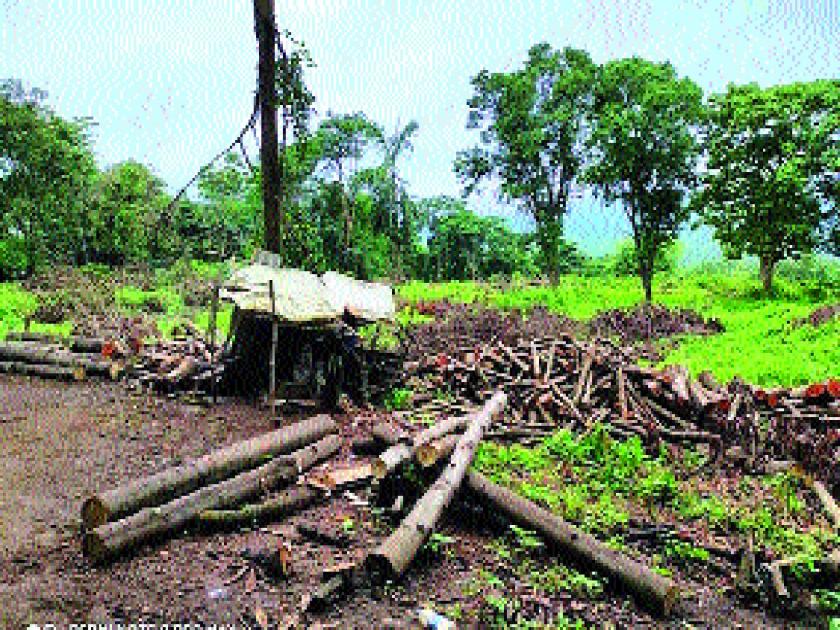 Complaint of Karnala tree felling case to Forest Minister; Demand for action against criminals | कर्नाळा वृक्षतोडप्रकरणाची तक्रार वनमंत्र्याकडे; गुन्हेगारांवर कारवाई करण्याची मागणी