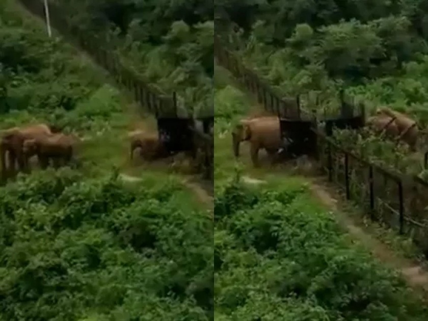 Lockdown News: elephants crossing international border at meghalaya pnm | Lockdown News: “चार्ली ३९ टू कंट्रोल, मामा आ रहा है”; बीएसएफ जवानानं दिली तातडीनं माहिती
