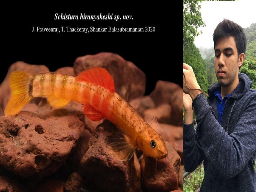 Another research by CM Chiranjeev Tejas Thackeray; new species of fish found in 'Hiranyakeshi' | मुख्यमंत्री उद्धव ठाकरेंच्या मुलाचं आणखी एक संशोधन; तेजसनं शोधली माशाची नवीन प्रजाती