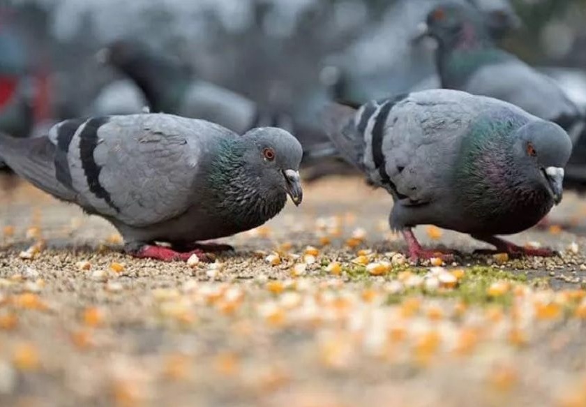 Penalties for throwing seeds at pigeons; Stamp decree for Hariniwas Circle | कबुतरांना दाणे टाकणाऱ्यांना दंड; हरिनिवास सर्कलसाठी ठामपाचे फर्मान