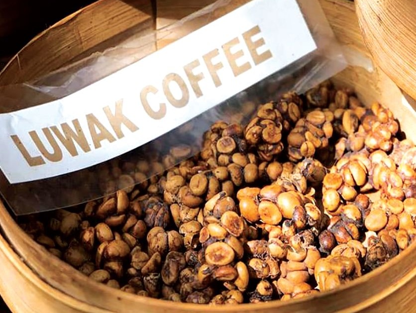 The bean sprouts are made from the most expensive coffee in the world! | एका प्राण्याच्या विष्ठेतील बियांपासून तयार केली जाते जगातली सर्वात महागडी कॉफी!
