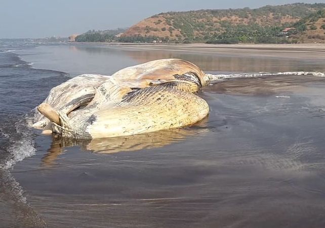 Now! Dead whale fish found on the Murud beach in Ratnagiri | अबब! मुरुड समुद्रकिनारी मृतावस्थेत आढळला तब्बल ७० फूटांचा व्हेल मासा