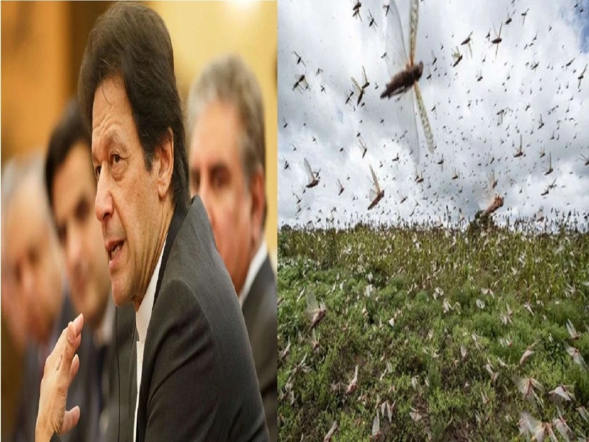 Catch Locusts And Sell Them As Chicken Feed In Pakistan New Business | टोळ विका अन् पैसे कमवा; पाकिस्तान सरकारची अजब-गजब ऑफर, देशभर राबवणार योजना