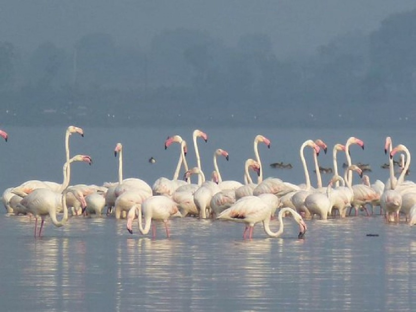 Flamingo Sanctuary awaits developers; Five thousand projects in trouble | फ्लेमिंगो अभयारण्याने अडवली विकासकांची वाट; पाच हजार प्रकल्प अडचणीत