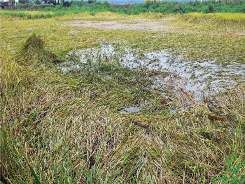 Tears in the eyes of farmers brought by the rains; Large financial losses | पावसाने आणले शेतकऱ्यांच्या डोळ्यांत अश्रू; मोठ्या प्रमाणात आर्थिक नुकसान 