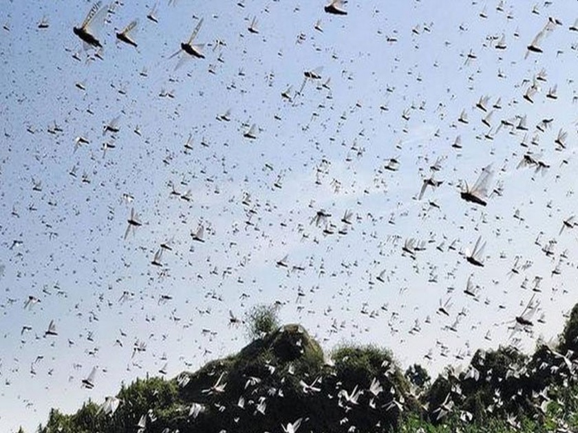 Locusts Attack Up After Rajsthan And Madhya Pradesh pnm | कोरोनापाठोपाठ पाकिस्तानातून भारतात आलं मोठं संकट; संपूर्ण उत्तर प्रदेशात अलर्ट जारी