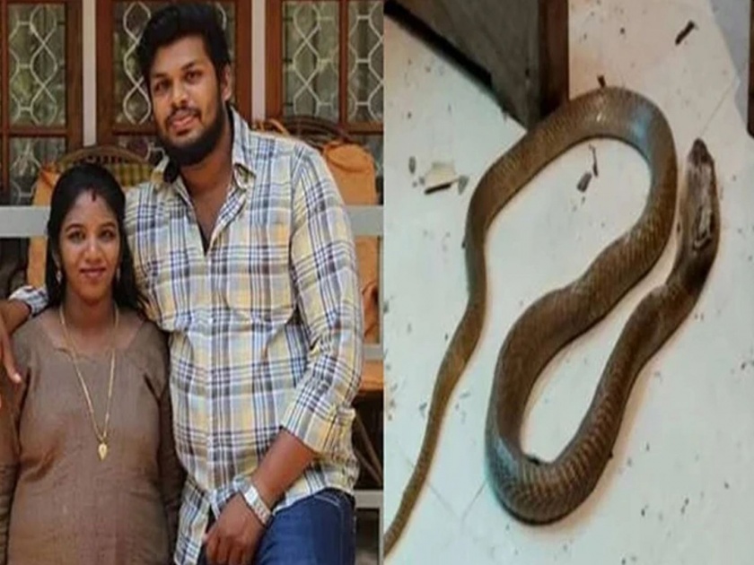 Kerala man bought snakes to kill wife, police reveal after woman dies of snakebites pnm | ...म्हणून पतीने Youtube वरुन साप पकडण्याचं ट्रेनिंग घेतलं; पत्नीच्या हत्येची धक्कादायक कबुली!