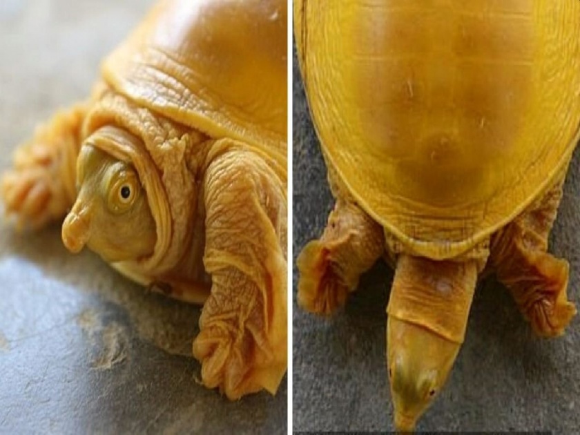 Rare Golden Turtle Found In Nepal For The First Time Ever | आश्चर्य! दुर्मिळ सोनेरी कासव आढळला; विष्णूचा अवतार मानून लोकांची दर्शनासाठी रांग