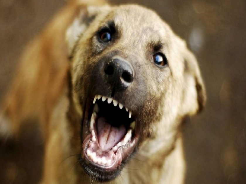 A prize of Rs 12,000 for catching a dog; panic spread among the people in panipat | एका कुत्र्याला पकडण्यासाठी चक्क १२ हजारांचं बक्षीस; लोकांमध्ये पसरली मोठी दहशत