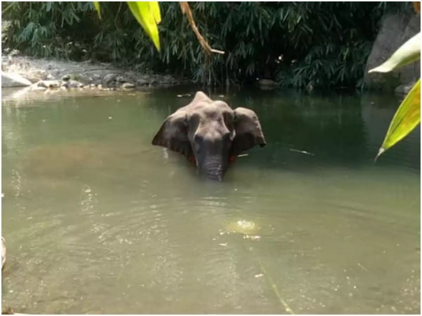 Kerala Elephant Death: Two NGO Announce One Lakh 50 Thousand Reward For inform abour killer | Kerala Pregnant Elephant Death:..तर ‘त्यांना’ दीड लाखांचे बक्षीस देणार; हत्तीणीच्या मृत्यूनंतर वन्यप्राणी संघटनेचं आवाहन