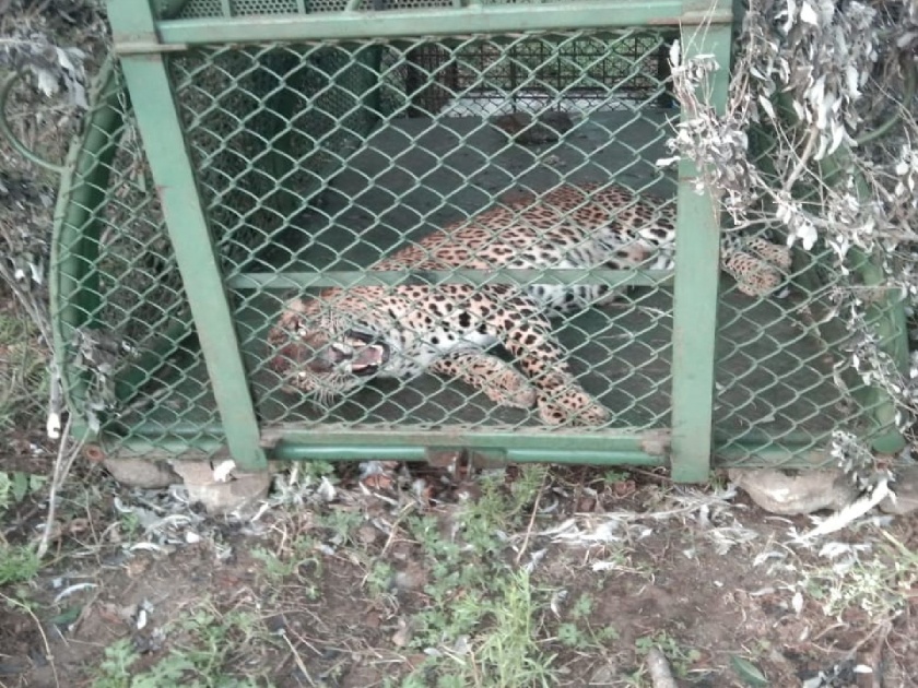 Success in capturing third leopard in Katewadi; Panic among farmers in Baramati taluka | काटेवाडीत तिसऱ्या बिबट्याला जेरबंद करण्यात यश; बारामती तालुक्यात शेतकऱ्यांमध्ये दहशत
