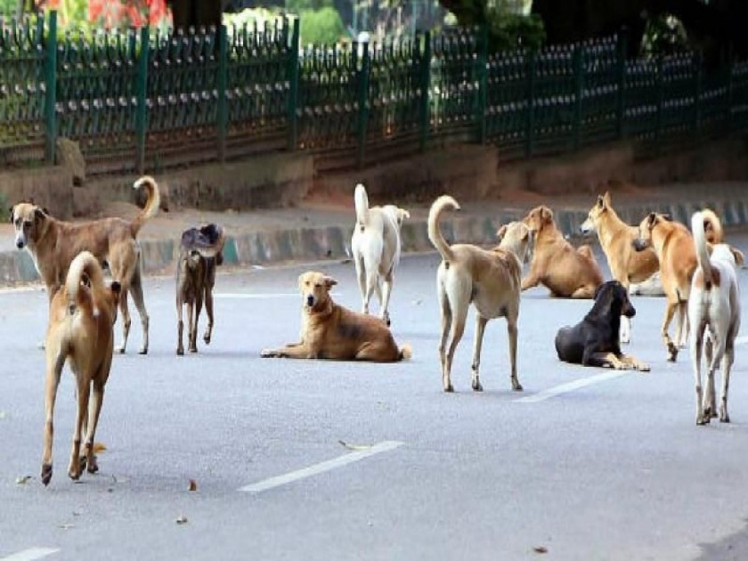 Alibag Municipality sterilized, but the terror of the Maekat dogs persisted | अलिबाग नगरपालिकेने निर्बीजीकरण केले, मात्र माेकाट कुत्र्यांची दहशत कायम 