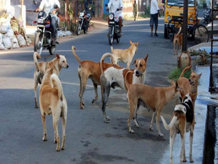 3 crore 78 lakh spent on neutering of stray dogs; The terror of the dogs persisted | भटक्या कुत्र्यांच्या नसबंदीवर तीन कोटी ७८ लाख खर्च; श्वानांची दहशत कायम