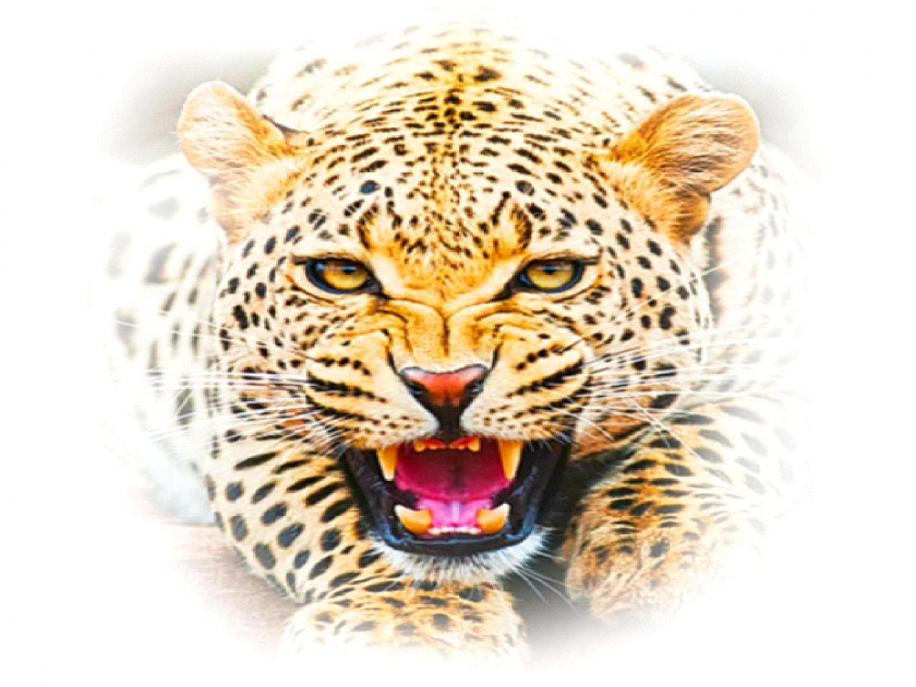 Leopard poaching across the state; Fear grips the field, 11 innocent victims | राज्यभरात बिबट्यांचा धुमाकूळ; शेतावर भीतीचे सावट, ११ निष्पापांचा बळी