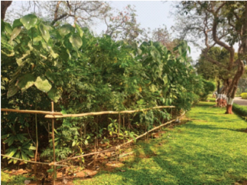 24 Miyawaki forests flourished throughout the year in concrete forests; Pictures from Mumbai | काँक्रिटच्या जंगलात वर्षभरात बहरली २४ ‘मियावाकी’ वने; मुंबईतील चित्र
