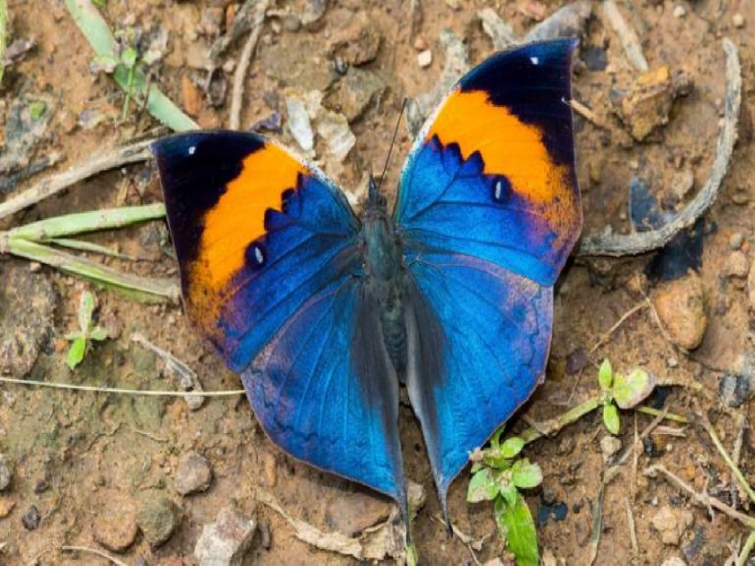 60,000 votes for 'National Butterfly'; The report will be sent to the Union Ministry of Environment | ‘राष्ट्रीय फुलपाखरा’साठी ६० हजार मतदान;  अहवाल केंद्रीय पर्यावरण मंत्रालयाकडे पाठवणार