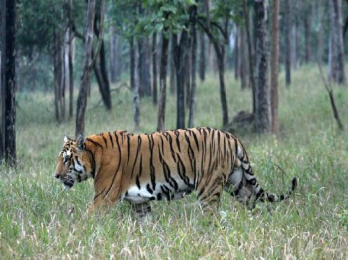 The number of tigers in unprotected areas in the state has increased, with half the number of tigers in unprotected areas than in protected areas | राज्यात असंरक्षित क्षेत्रात वाघांची संख्या वाढली, संरक्षित क्षेत्रापेक्षा निम्मे वाघ असंरक्षित क्षेत्रात 