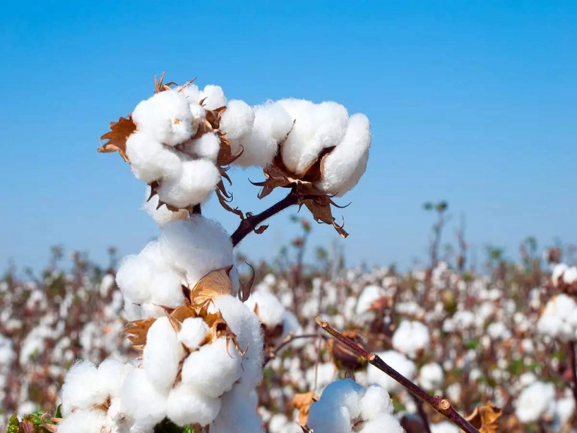 Cotton production down, 100 yarn mills closed | कापूस उत्पादन घटले, १०० सूत गिरण्या बंद 