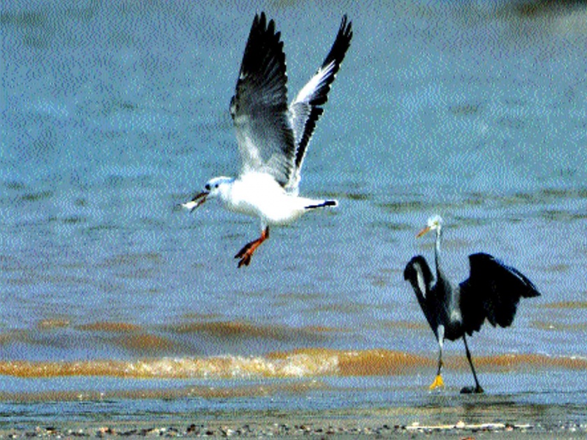 A seagull observation on Dahanu beach, a new tourist attraction | डहाणू समुद्रकिनारी सिगल निरीक्षणाची पर्वणी, पर्यटनाचे नवे दालन