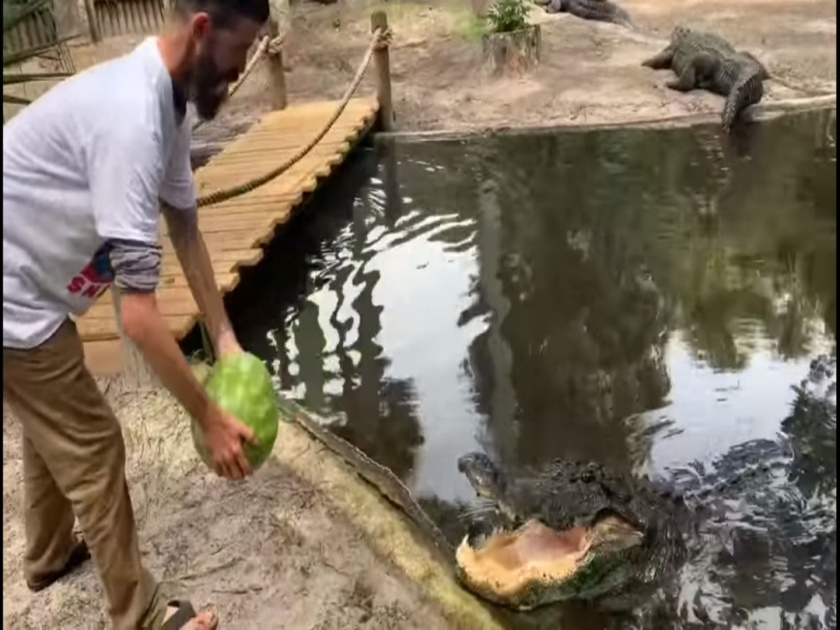 Florida st augustine man throws watermelon in alligator s open jaws viral video | VIDEO : मगरीने जबडा उघडताच माणसाने कलिंगड टाकलं आणि मग...