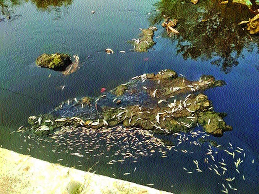 Re-pollution of creeks in Palghar due to chemicals | पालघरमधील खाड्यांचे रसायनामुळे पुन्हा प्रदूषण