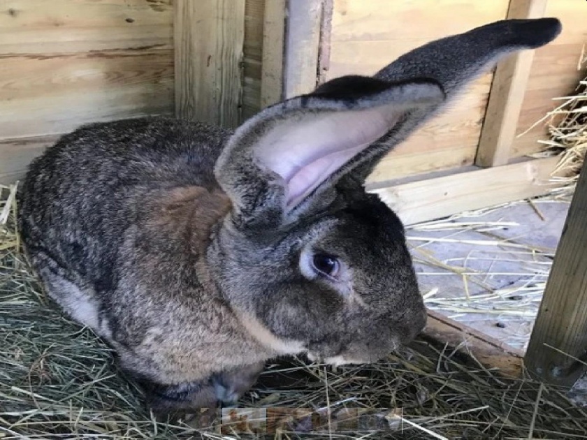 World biggest rabbit in the world has been stolen from its home | जगातील सर्वात मोठा ससा मालकाच्या घरातून गेला चोरीला; शोधणाऱ्यास मिळणार लाखोंच बक्षिस