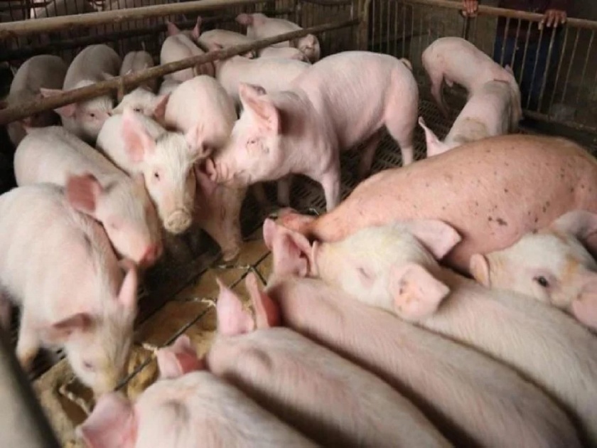 African Swine Fever Hits Assam Piggery Sector, Government Orders Culling Of 12000 Pigs | आसामच्या मुख्यमंत्र्यांचे राज्यातील १२ हजार डुक्करांना ठार मारण्याचे आदेश; जाणून घ्या कारण...