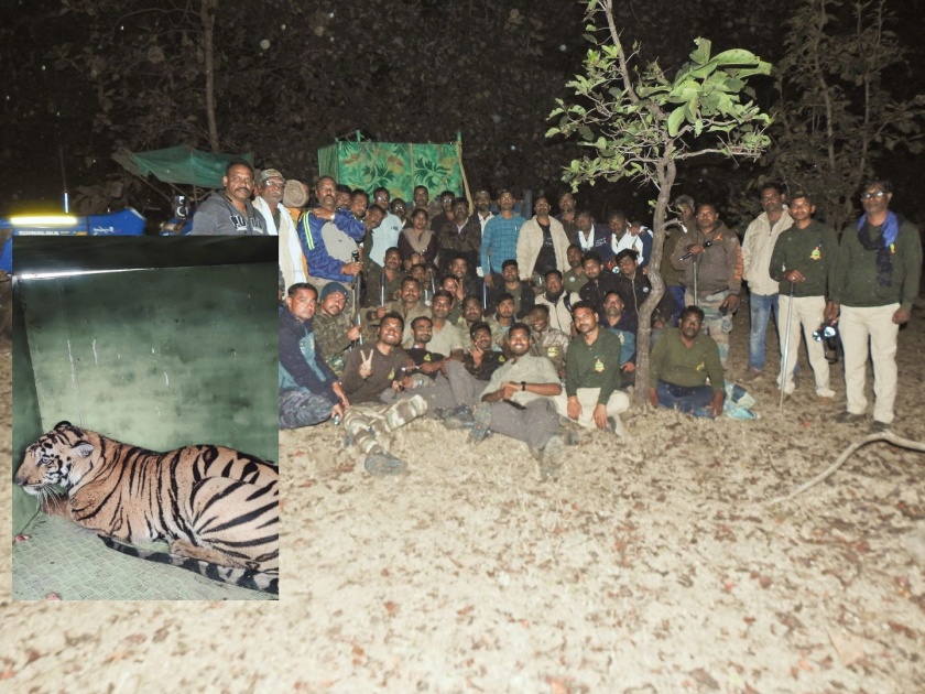 The tiger that killed two women is finally in a cage in gadchiroli | दोन महिलांचा बळी घेणारी वाघीण अखेर पिंजऱ्यात; दक्षिण गडचिरोलीत घातला होता धुडगूस