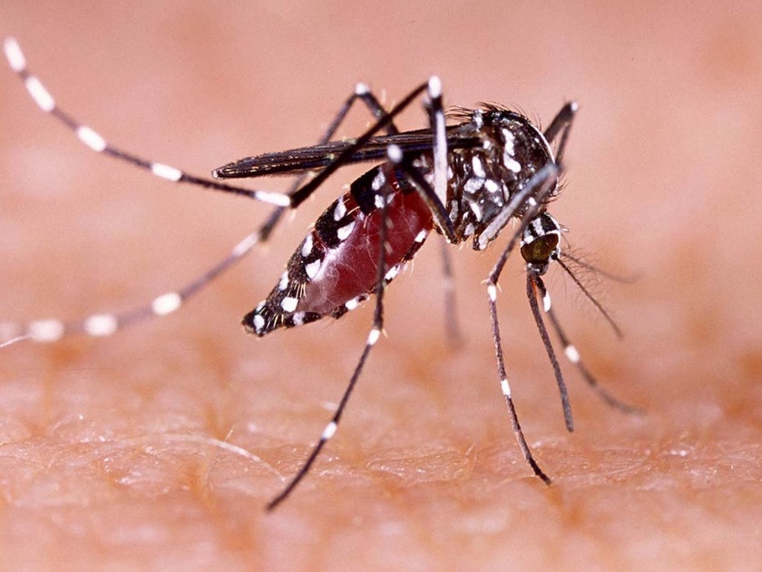 544 cases of dengue found in Amravati in eleven months, one death; Three times increase in the number of patients compared to last year | अमरावतीत अकरा महिन्यांत आढळले डेंग्यूचे ५४४ रुग्ण, एकाचा मृत्यू; गतवर्षीच्या तुलनेत रुग्णांच्या संख्येत तीनपट वाढ