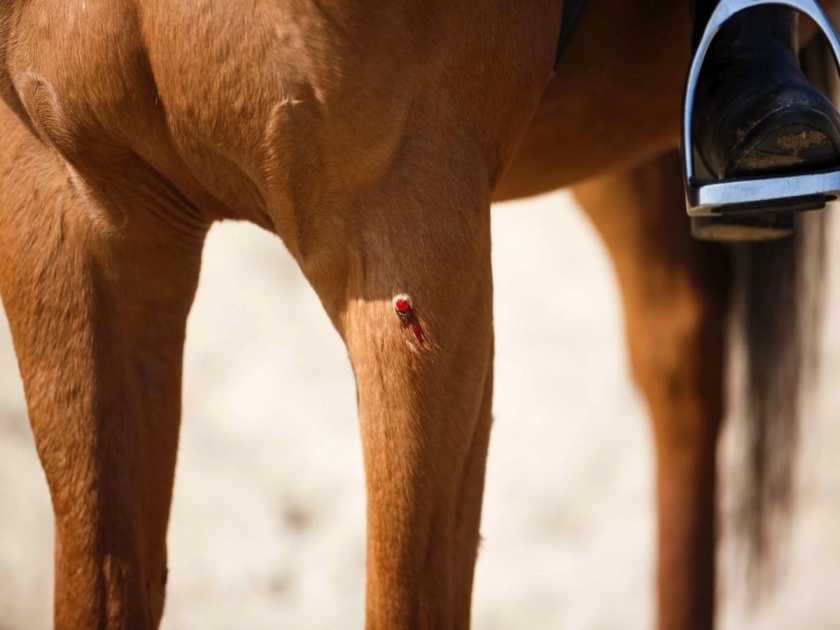 Euthanasia of glanders-affected horse in Shahada | शहाद्यातील ग्लैंडर्सबाधित घोड्याला दयामरण 