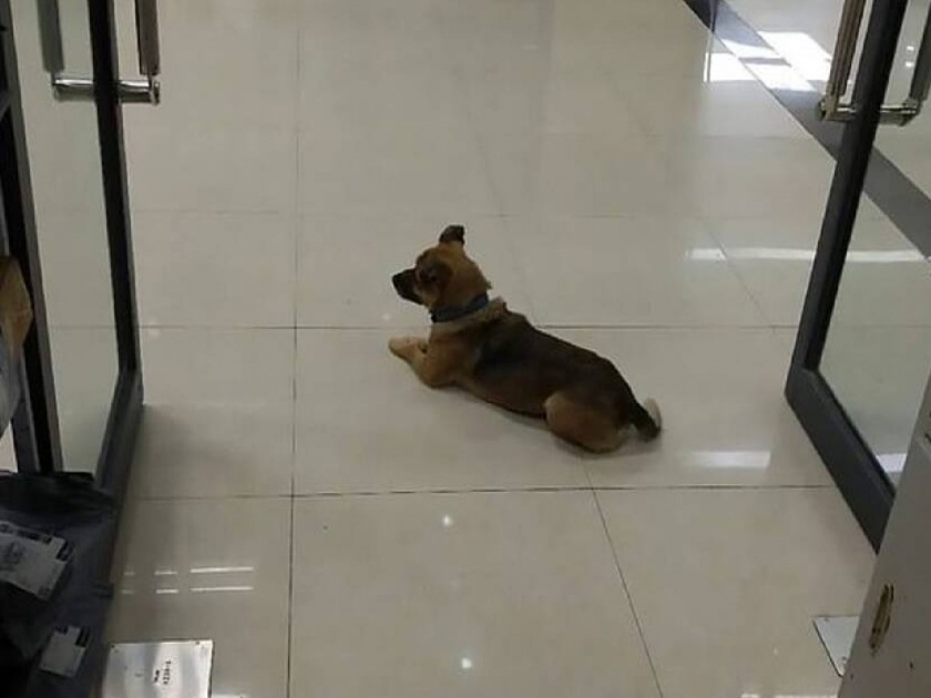 Loyal Dog waiting outside at hospital for his owner, Nagpur Story | तेरी मेहरबानियां! रुग्णालयाबाहेर चकरा मारणाऱ्या कुत्र्याला हुसकावल्यानंतरही गेला नाही, कारण...