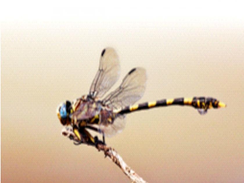 100-year-old mystery of the dragonfly revealed First research on female dragonfly Global success of four inventors | ड्रॅगनफ्लायचे 100 वर्षांचे गूढ उलगडले! ‘माद्यां’वर प्रथमच संशाेधन; चार संशाेधकांचे जागतिक यश