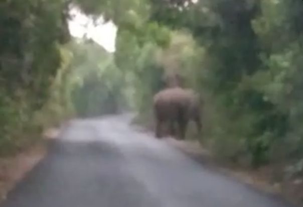 The sighting of a giant elephant in Amboli, an atmosphere of fear in the area | आंबोलीत महाकाय हत्तीचे दर्शन, परिसरात भीतीचे वातावरण