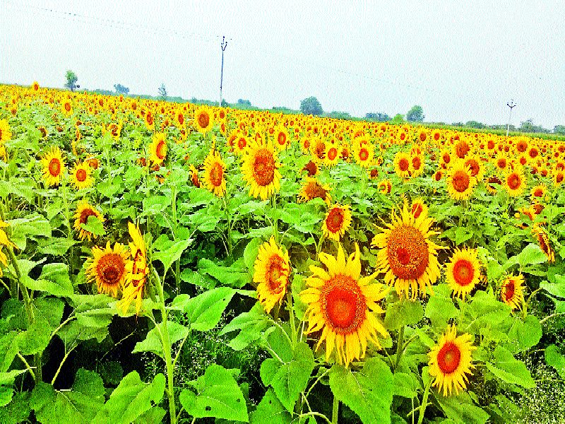 Sunflower farming flourishes in Walchandnagar area | वालचंदनगर परिसरात सूर्यफुल शेती बहरात