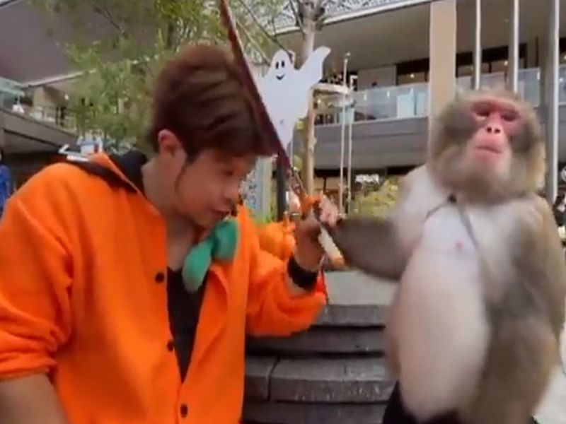 Viral funny video Monkey hits man with a sword | माकडासोबत करत होता 'मजाक'; त्यानं खरोखरच डोक्यात 'तलवार' घातली!